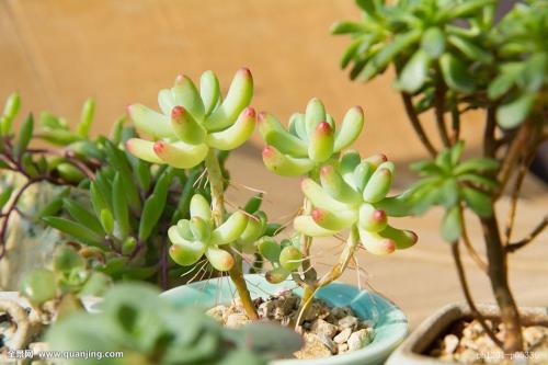 ӭͳ2500˴Ӵܻ˫